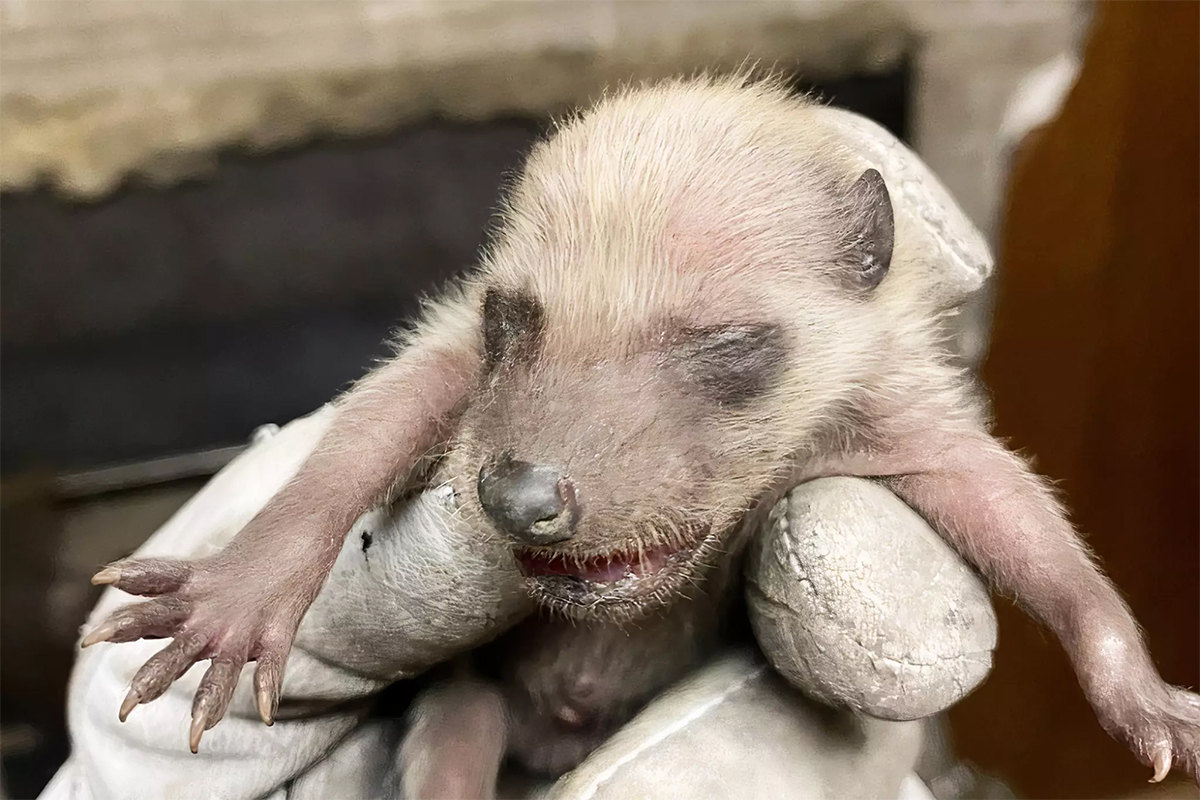 Someone in Toronto found a family of baby raccoons living in their