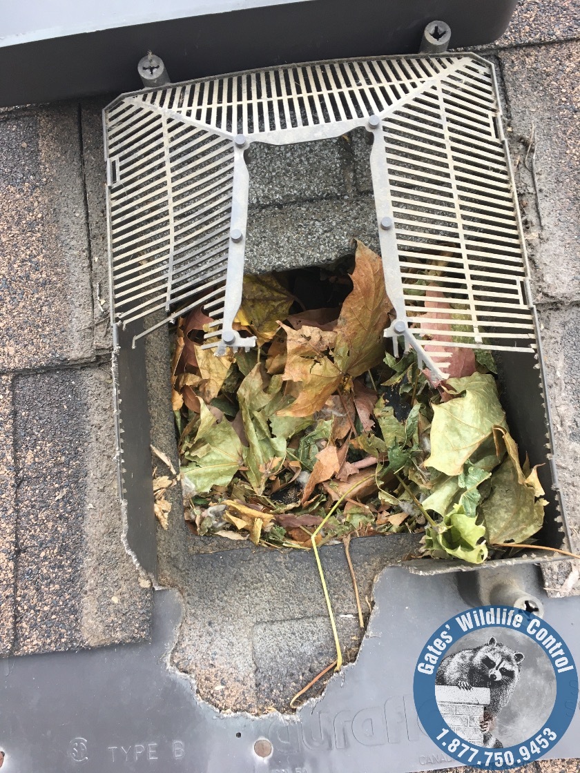 Why AnimalProof Roof Vents? Proper Placement Matters! Gates Wildlife