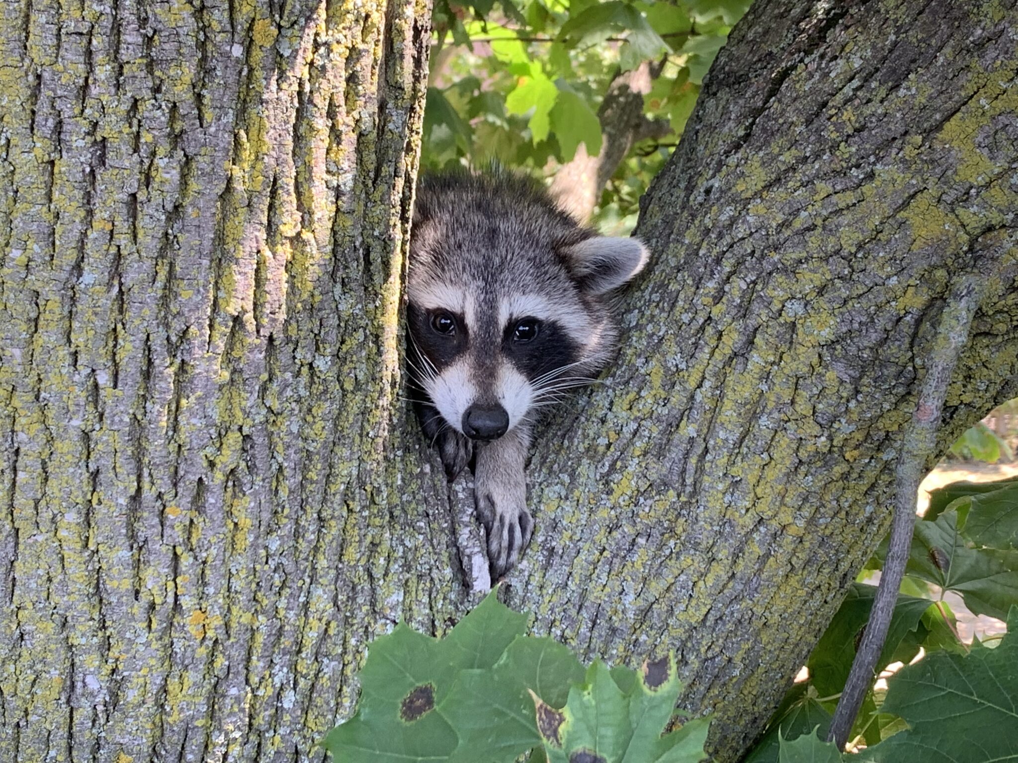 Raccoon Facts Raccoon Information Gates Wildlife Control raccoon-facts-raccoon-information-gates-wildlife-control