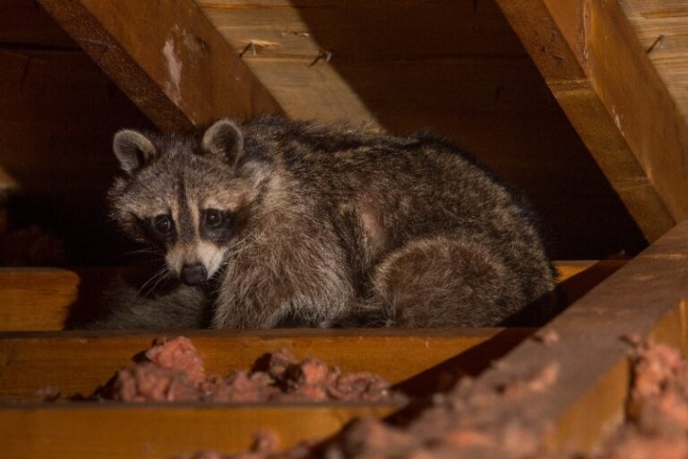 Humane Wildlife Control in Ontario | Gates Wildlife Control