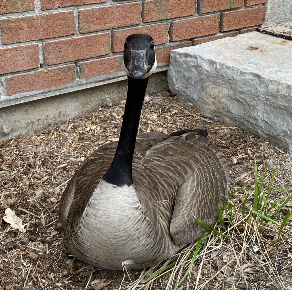 Humane goose removal services.