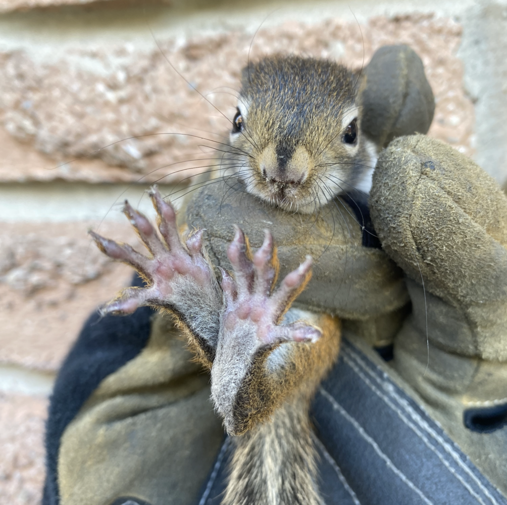 Guide to hiring a wildlife company: squirrel problems control