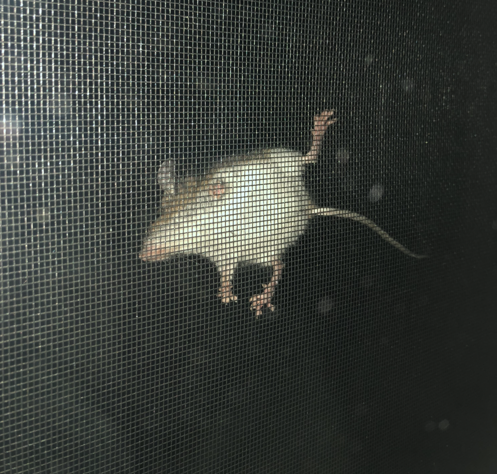 Mice/Rats FAQs and facts: activity of mice/rats at night.