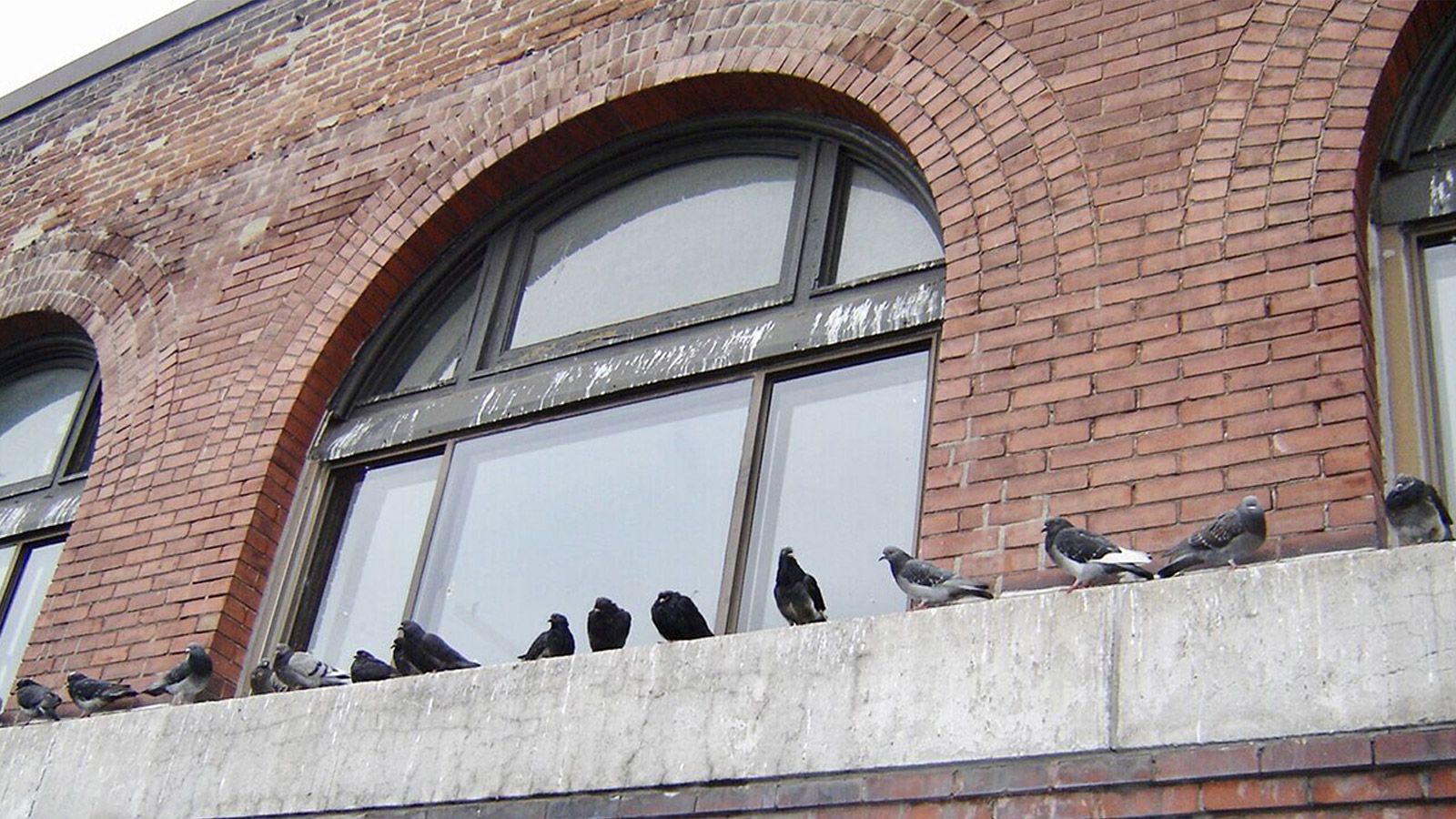 Pigeon Problems, Toronto Pigeon Removal Gates Wildlife Control Toronto