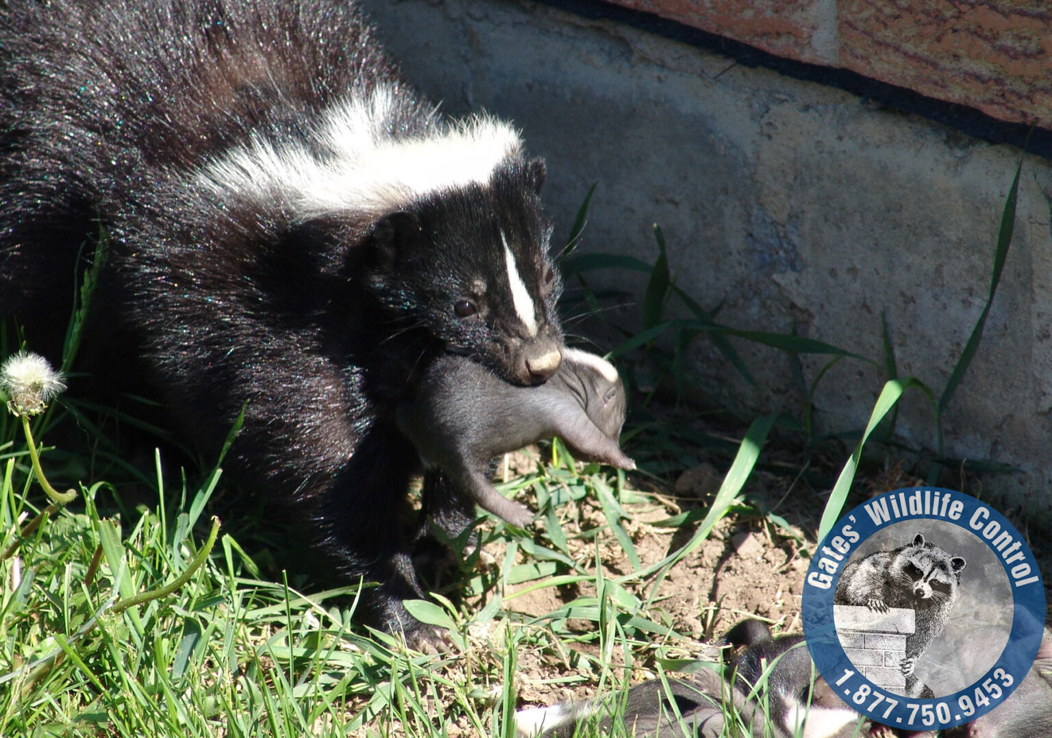 FAQ About Skunks | Gates Wildlife Control