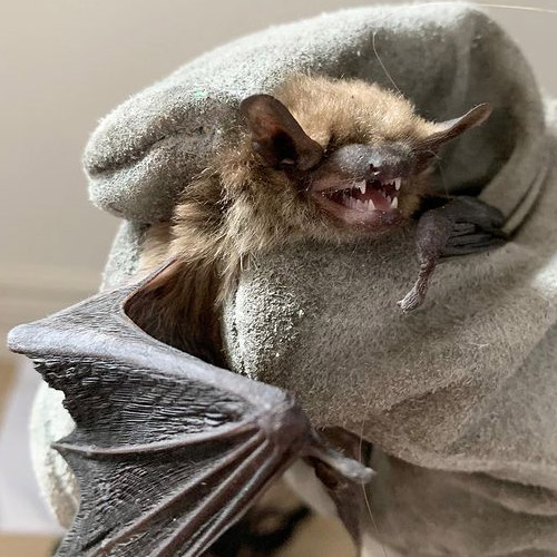 Humane bat removal services.