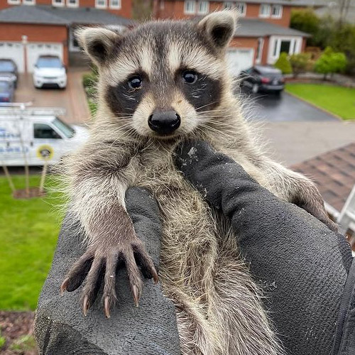 holding a raccoon we removed