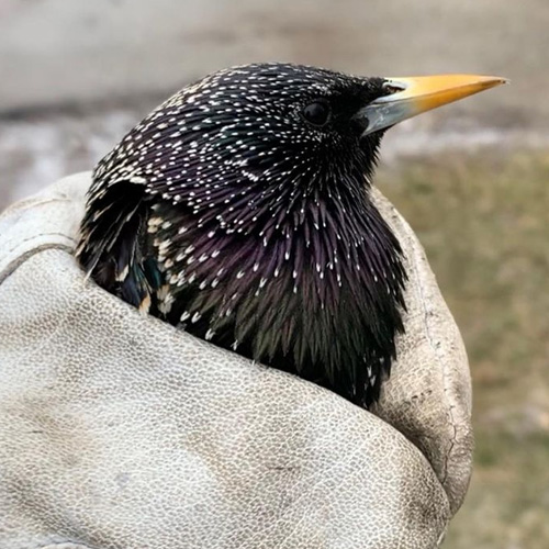 Humane starling removal services.