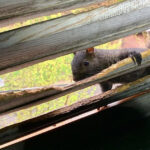 Squirrel problems control: Health and safety risks.