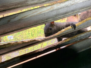 Squirrel problems control: Health and safety risks.