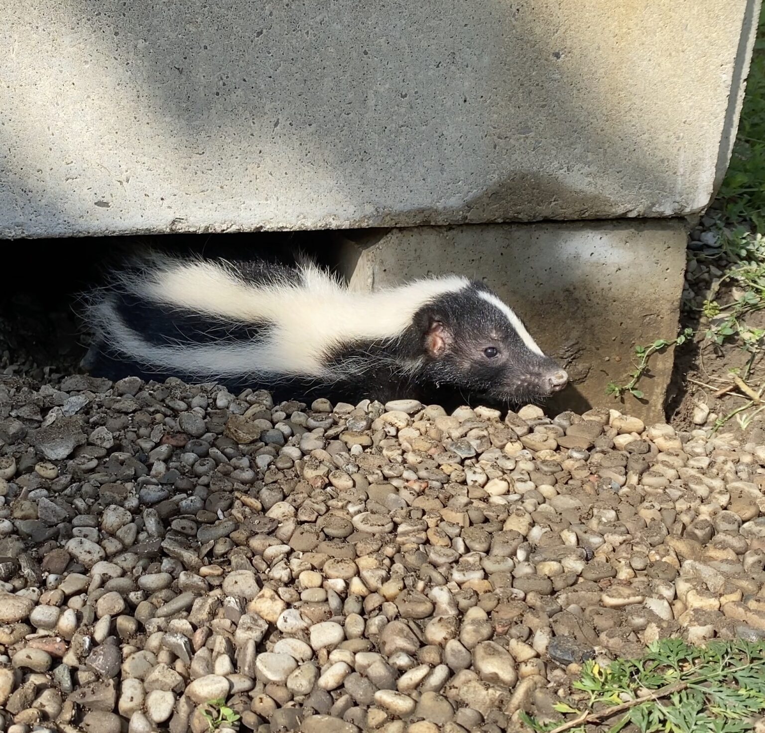 Skunk Removal Services in Toronto
