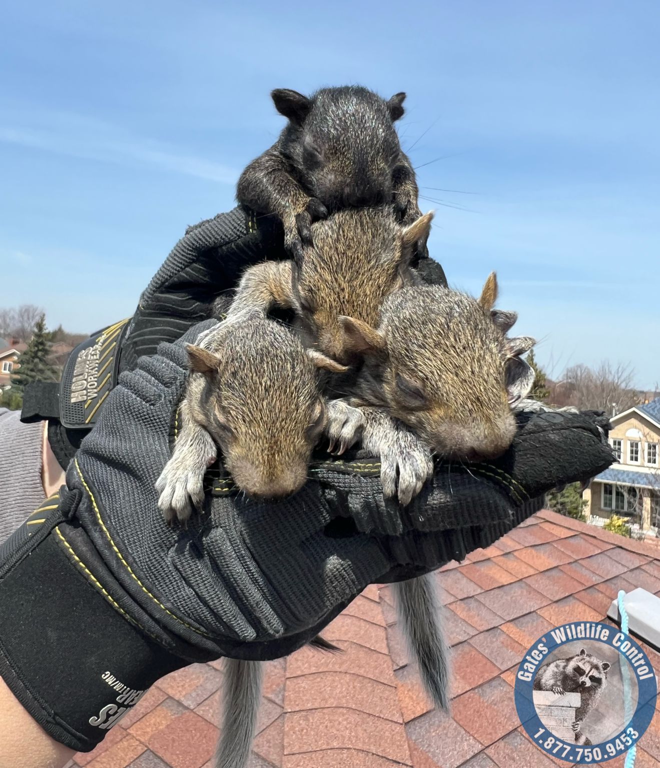 Dealing with Uninvited Guests The Truth About Squirrels in Your Attic