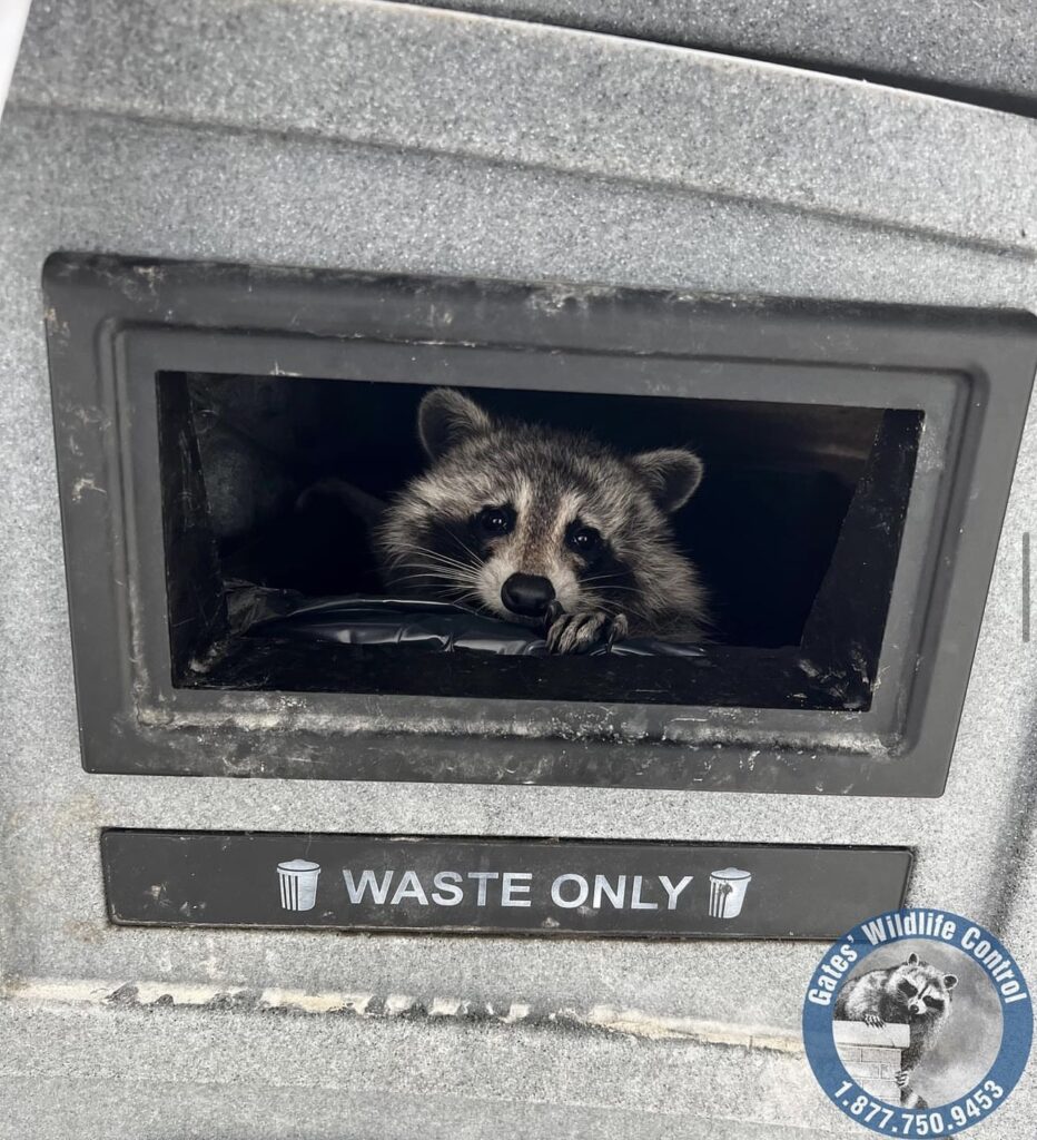 The Genius of the Trash Panda Raccoon 