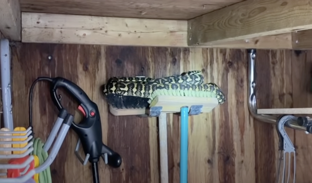 Stories About Wildlife Snake Removal From Shed