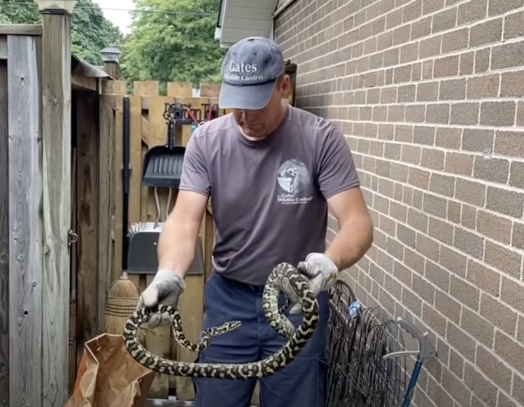 40 Years of Wildlife Stories: There's A Snake In My...Shed