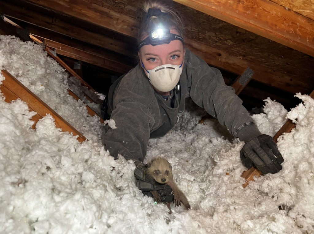 removal of raccoon from attic of house