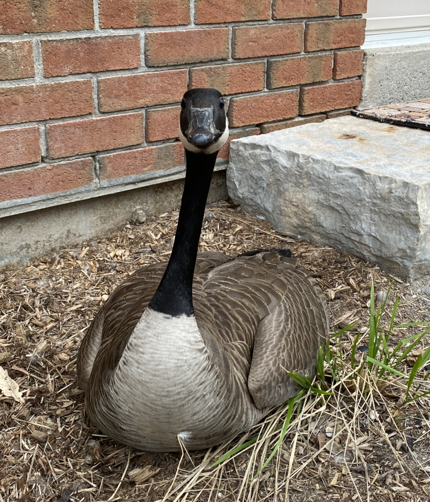 The Great Goose Love Story