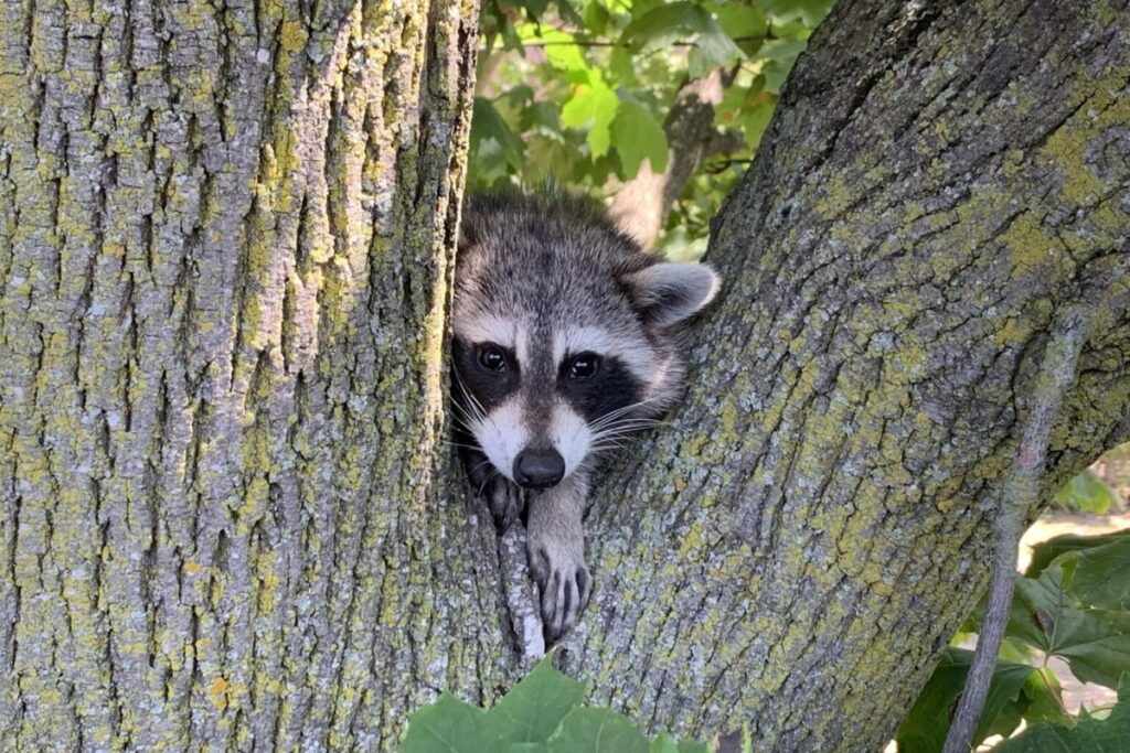 a raccoon in a tree in a yard