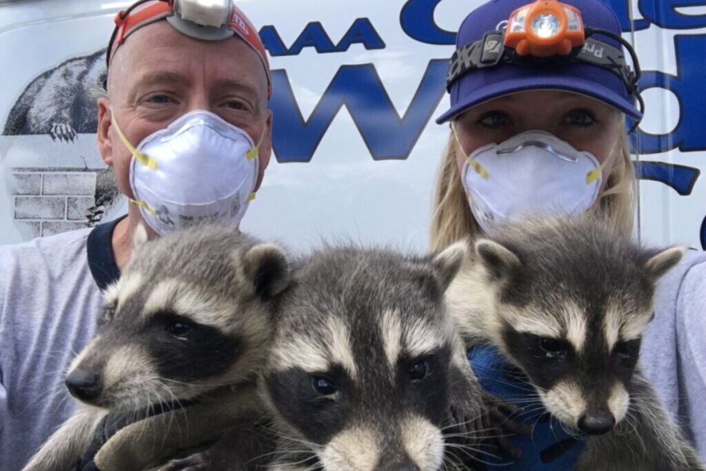 brad and cassandra gates removing raccoons from a house