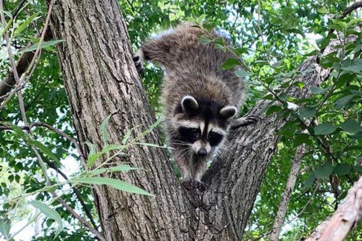 a raccoon climbing down a tree