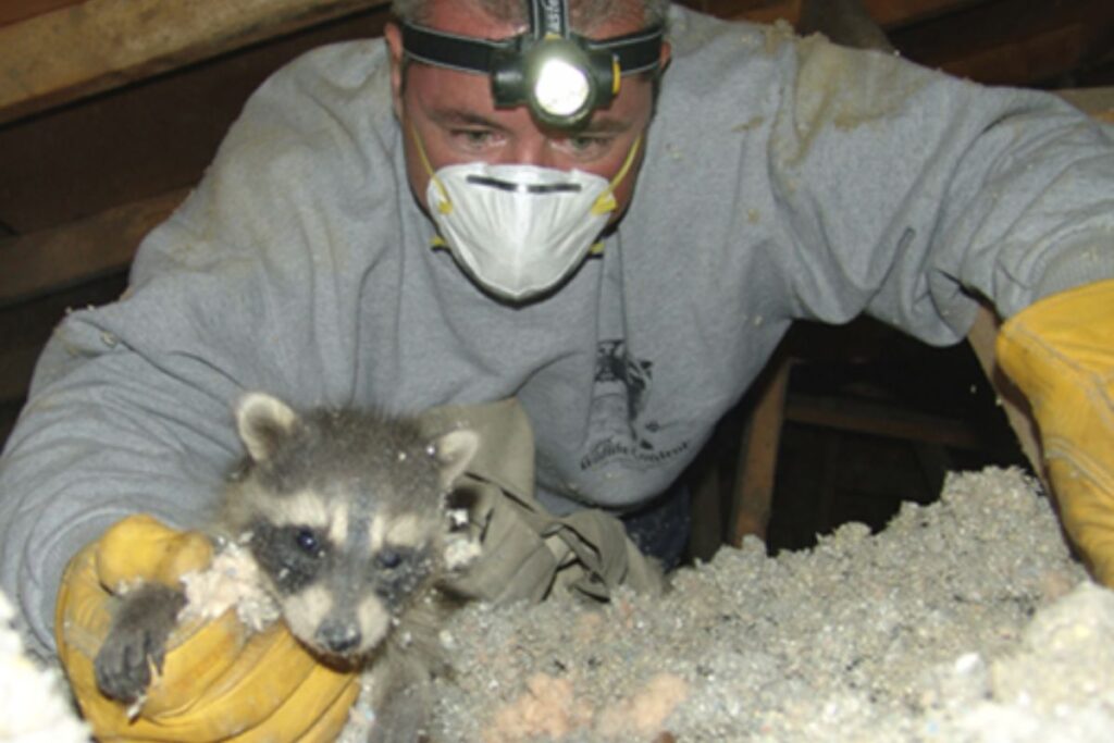 removing a baby raccoon from the attic