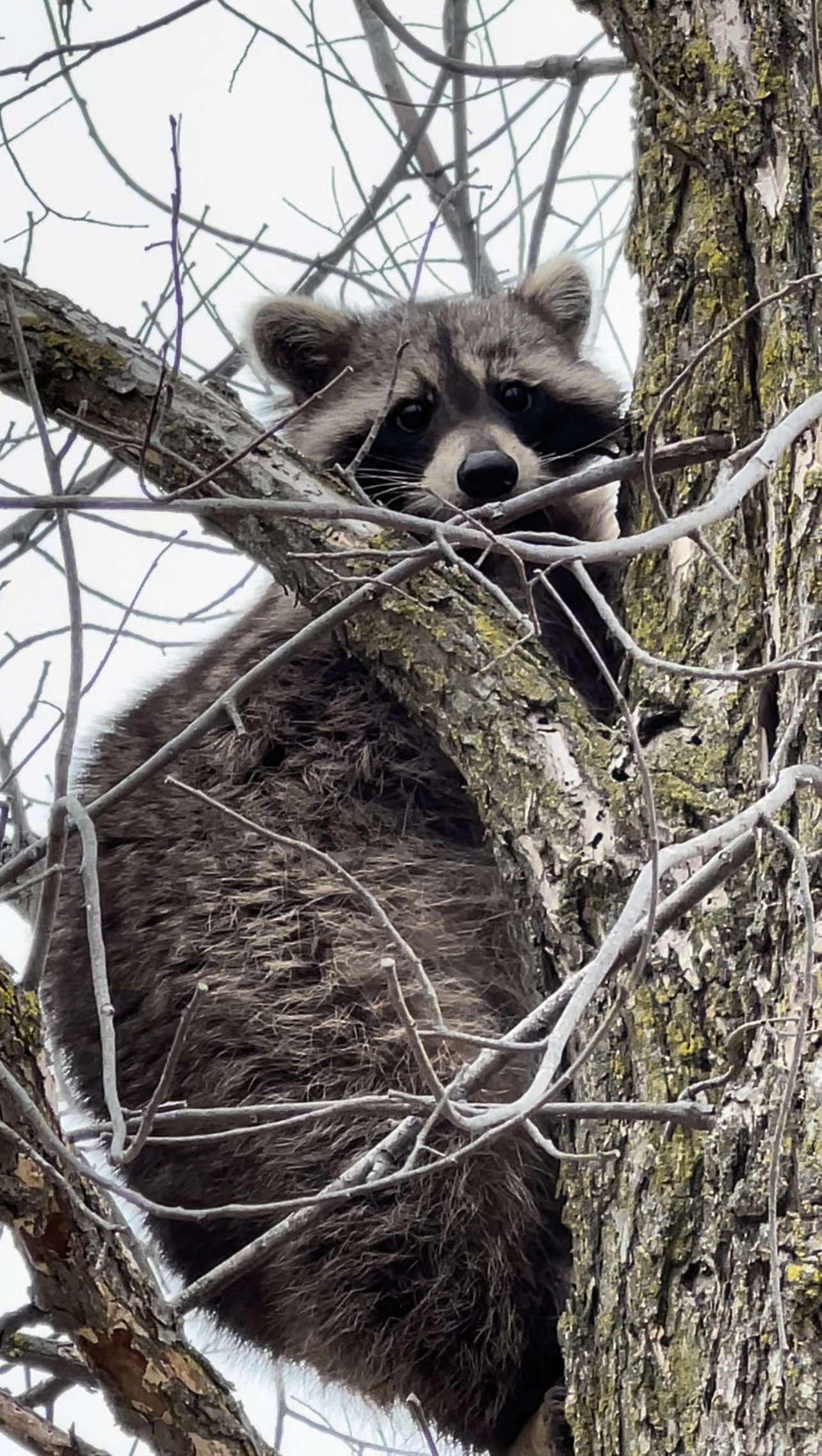 Can Raccoons Climb Trees, Walls, or Houses? Answered - Gates Wildlife ...