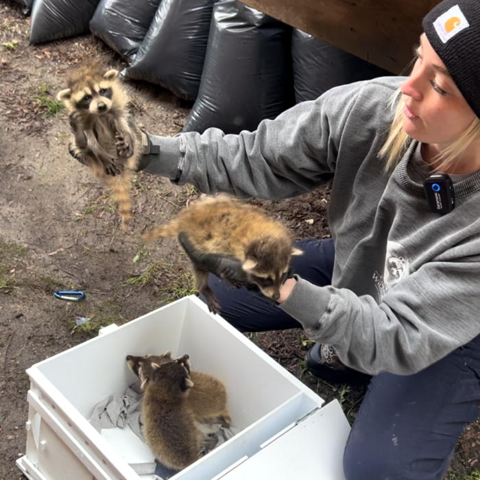 Raccoons in Gates Baby Box
