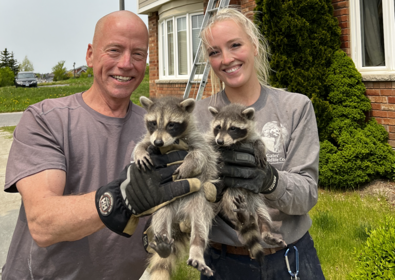 brad and cassandra gates holding baby raccoons