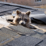 Raccoon In Attic