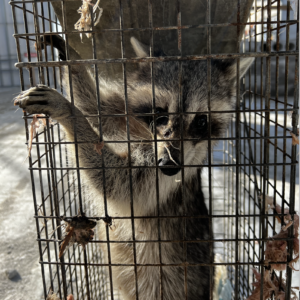 Raccoon Removal Alternative From Trapping