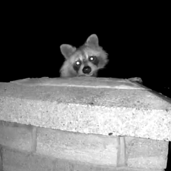 Raccoon in Chimney