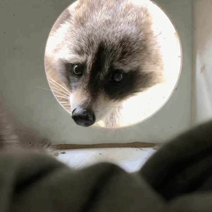 Mother Raccoon in Baby Box