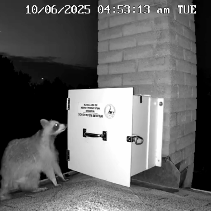 Mother Raccoon Returns To Collect Her Babies