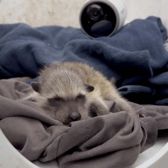 Baby Monitored in Baby Box