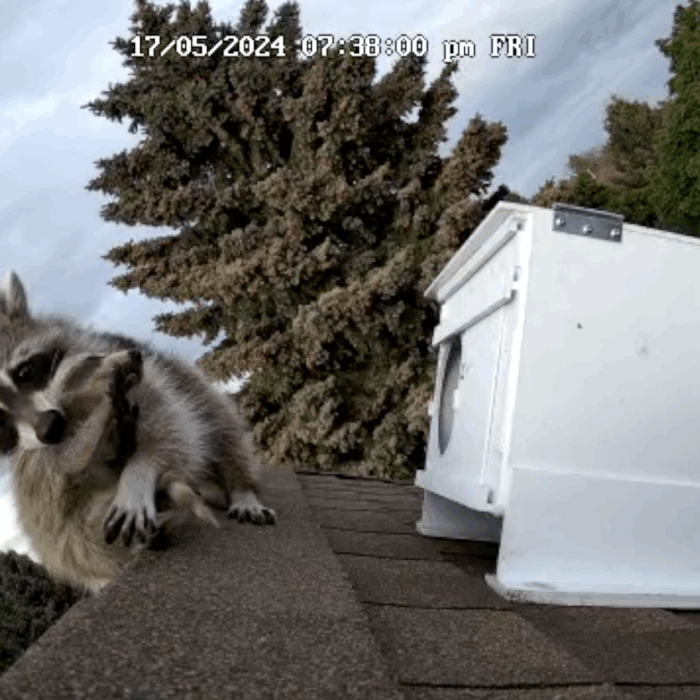 Reuniting Mom With Her Babies